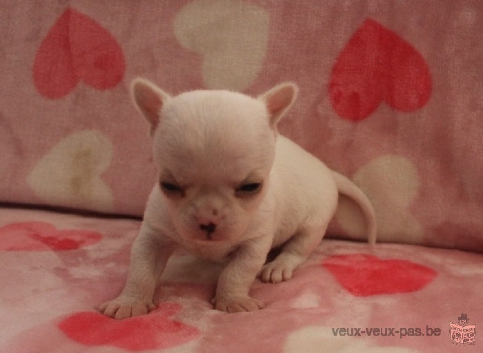 Magnifique Chiot Chihuahua LOF a donner