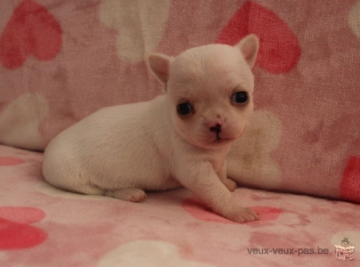 Magnifique Chiot Chihuahua LOF a donner