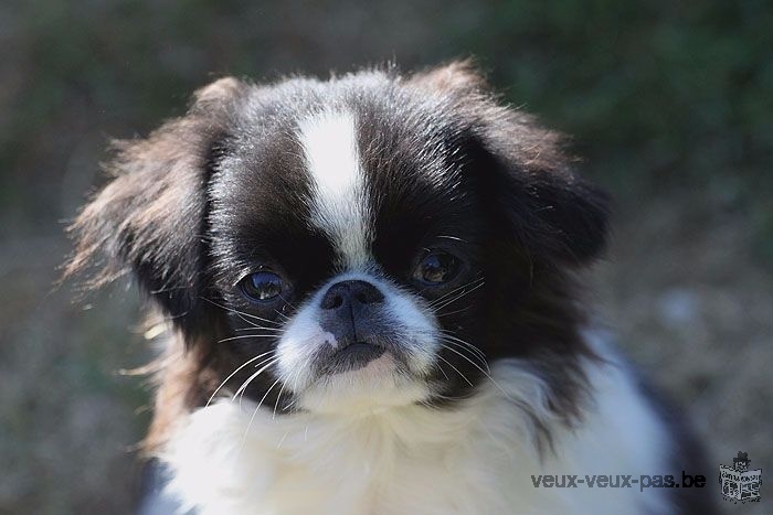 Donne Chiots épagneul japonais femelles pour Noél