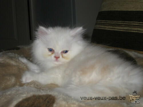 Adorable chaton mâle type persan