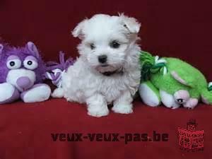 bichon naine, pure belge chiots, pas importé