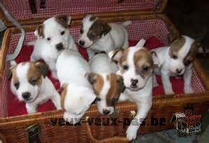 chiots jack russel , pure race, pas importé