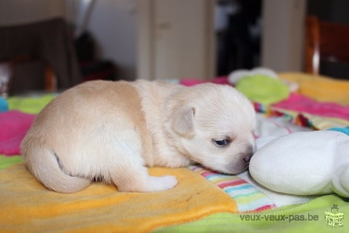 Adorable Chihuahua femelle à donner