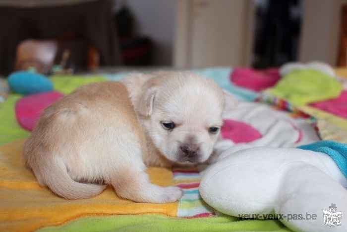 Adorable Chihuahua femelle à donner