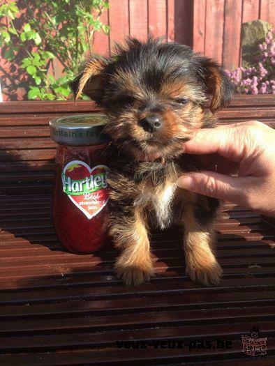 Mâle Yorkshire Terrier. AKC enregistrés