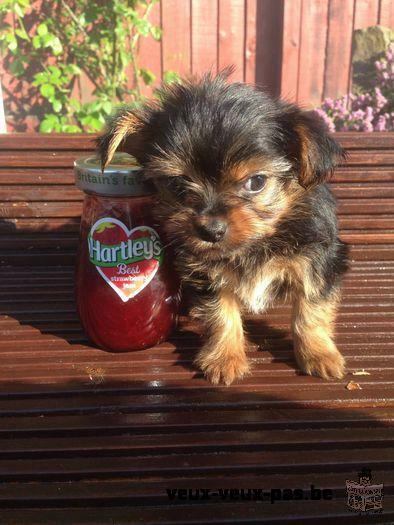 Mâle Yorkshire Terrier. AKC enregistrés