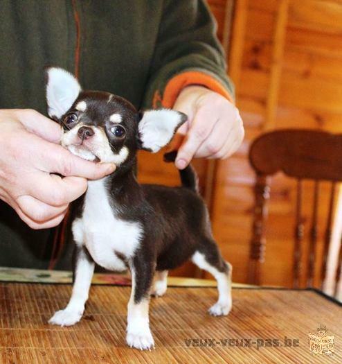 Prachtige Chihuahua Puppies