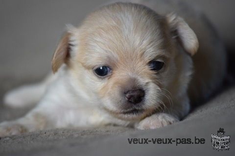 Adorable chiot Chihuahua mâle à donner