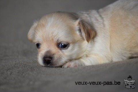 Adorable chiot Chihuahua mâle à donner