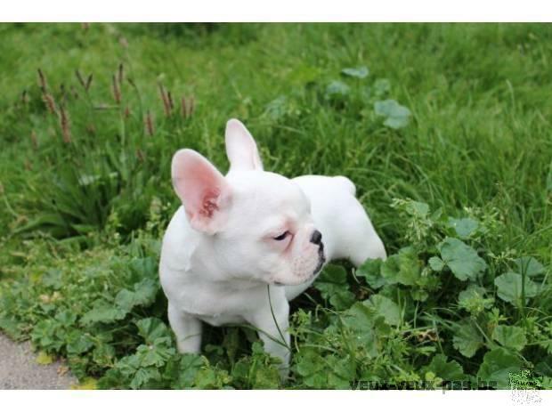 Magnifique bouledogue français LOF