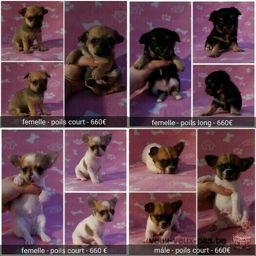 Chihuahua à vendre