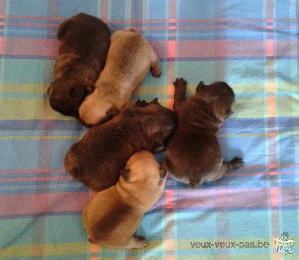 Adorable Chiots Race bouldogue à donner