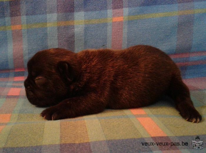 Adorable Chiots Race bouldogue à donner