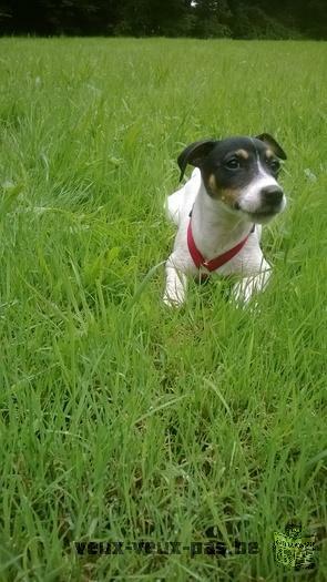 Chiot femelle Jack Russell 3 mois