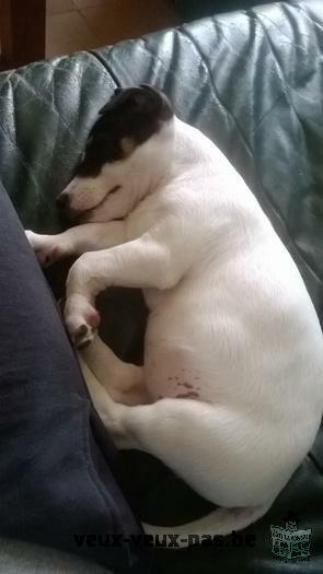 Chiot femelle Jack Russell 3 mois