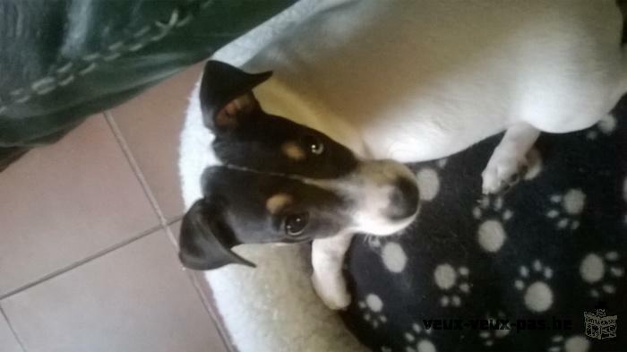 Chiot femelle Jack Russell 3 mois