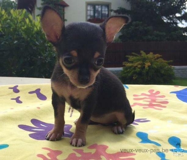 Donne Jolie chiot chihuahua femelle au LOF