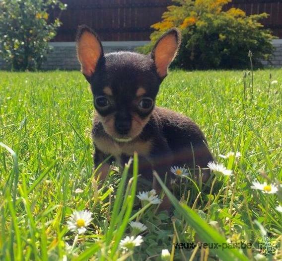 Donne Jolie chiot chihuahua femelle au LOF