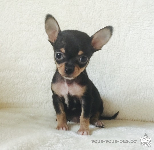 Donne Jolie chiot chihuahua femelle au LOF