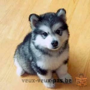 MERVEILLEUX CHIOTS HUSKY SIBERIEN POUR ADOPTION