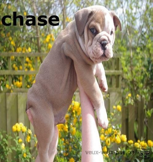 Chiots Type Bouledogue Anglais