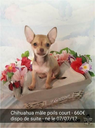 Chihuahuas à vendre