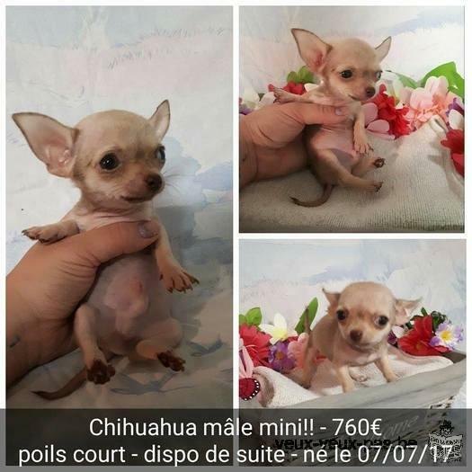 Chihuahuas à vendre