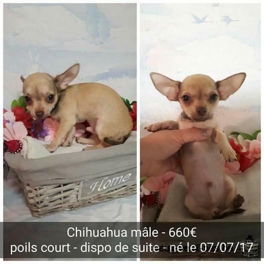 Chihuahuas à vendre