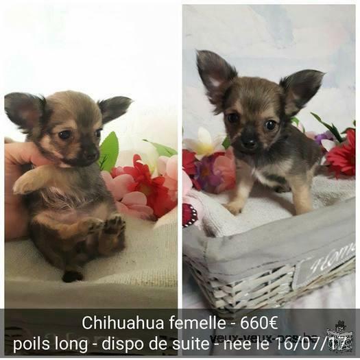 Chihuahuas à vendre