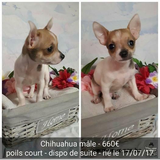 Chihuahuas à vendre