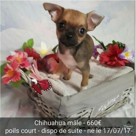 Chihuahuas à vendre