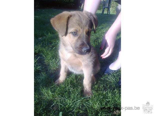 chiot berger allemand croisé malinois