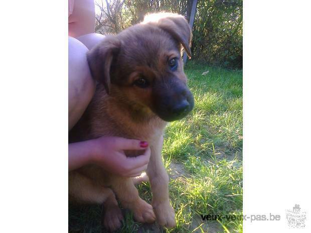 chiot berger allemand croisé malinois