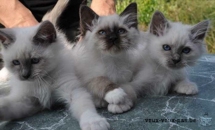 superbe chatons Sacré de Birmanie