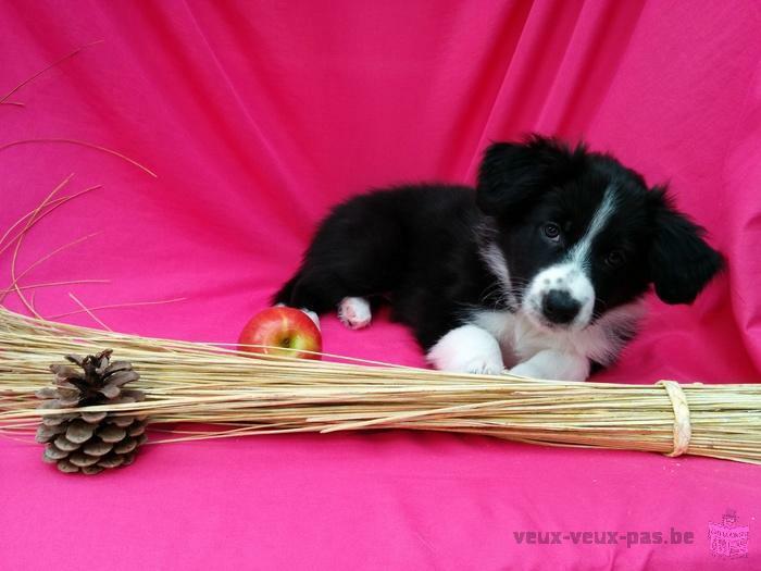 Chiot Border Collie à vendre