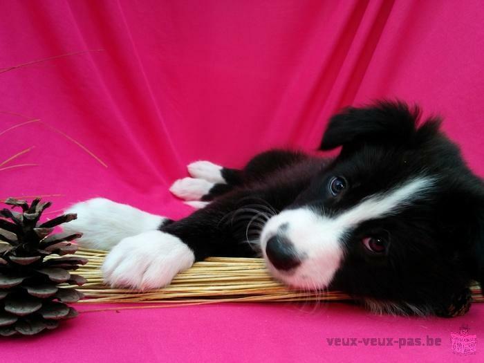 Chiot Border Collie à vendre