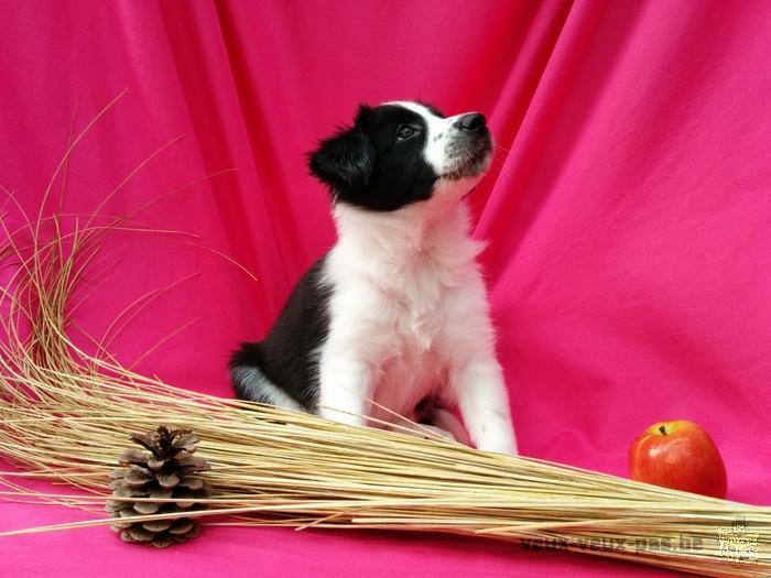 Chiot Border Collie à vendre