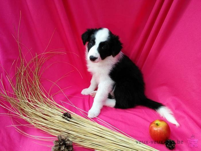 Chiot Border Collie à vendre