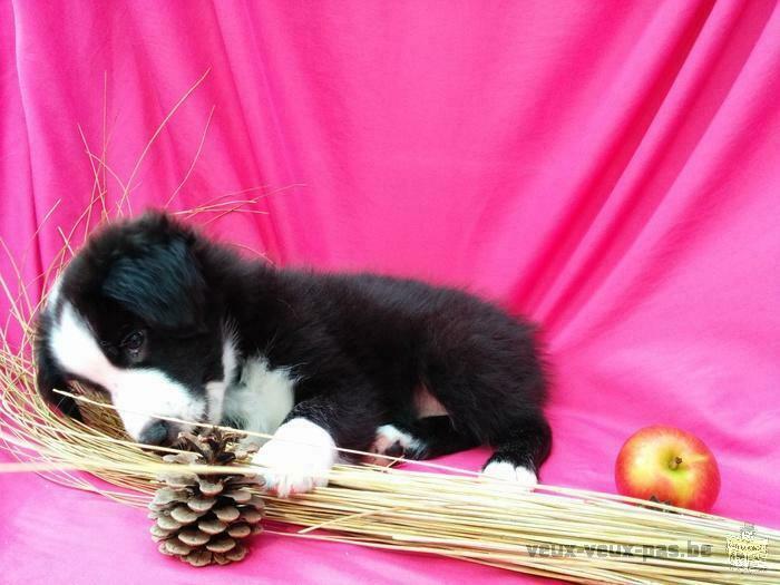 Chiot Border Collie à vendre