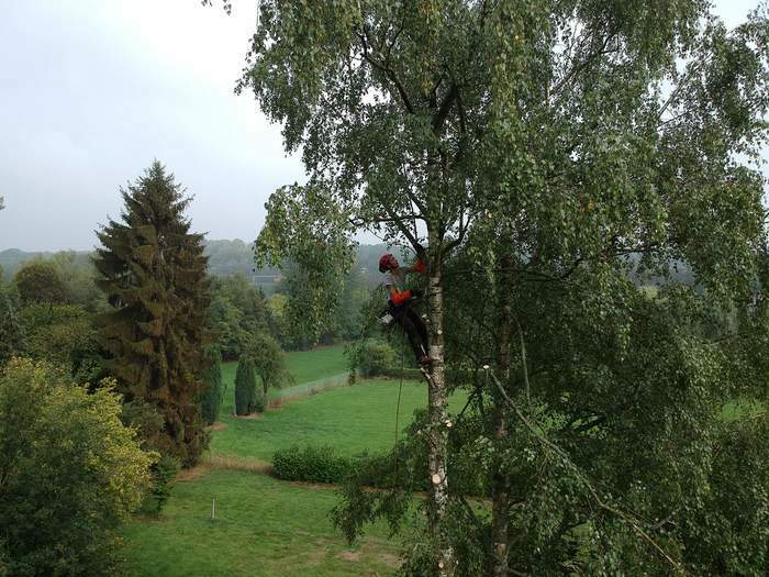 Abattage & élagage arbres, broyage, débroussaillage