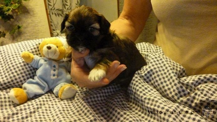 a réserver chiot shih tzu