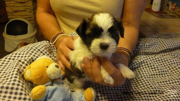 a réserver chiot shih tzu