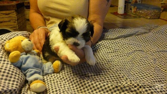 a réserver chiot shih tzu