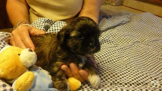 a réserver chiot shih tzu