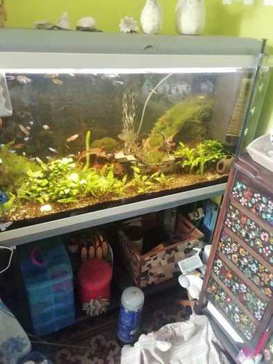 Aquarium complet à vendre