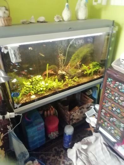 Aquarium complet à vendre