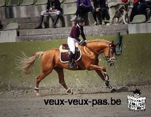 Cheval de sport allemand 11 ans