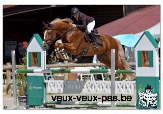 Cheval de sport allemand 11 ans