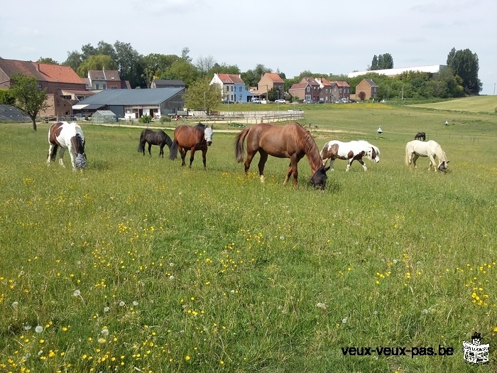 A louer boxes et prairies pour chevaux toute l'année