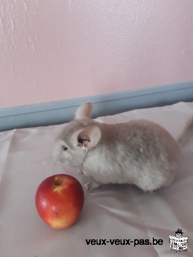 Arrêt élevage de chinchillas